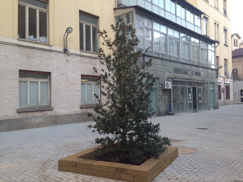 Natale 2014 – Agrifoglo nel Piazzale dell’Ospedale Regina Margherita